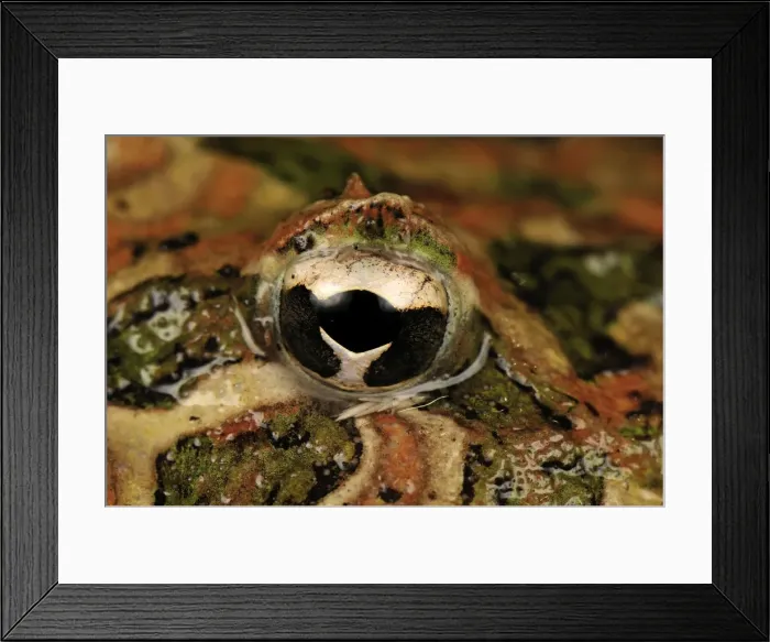 Framed Print : eye of Ornate Horned Frog Argentinean Horned Frog - Argentina Framed Print : eye of Ornate Horned Frog Argentinean Horned Frog - Argentina
