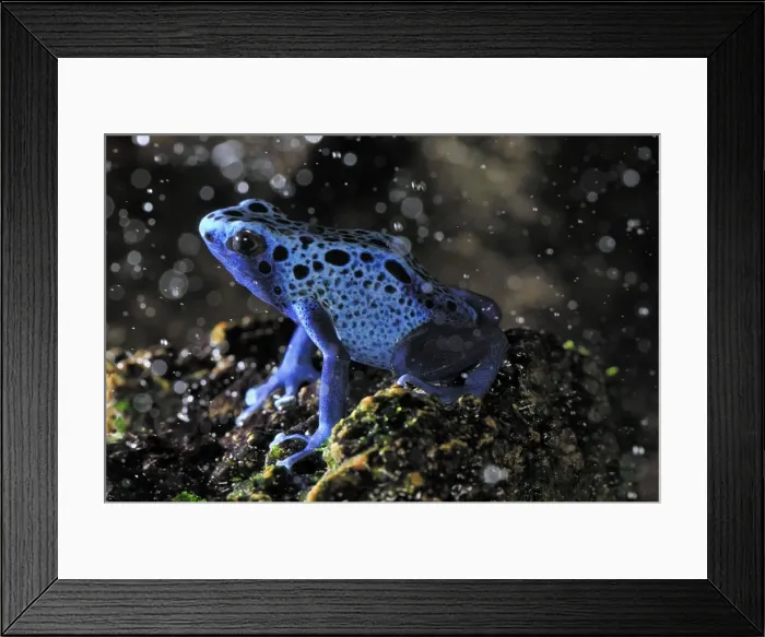 Framed Print : Dyeing Poison Dart Frog Blue Poison Dart Frog - Surinam Framed Print : Dyeing Poison Dart Frog Blue Poison Dart Frog - Surinam