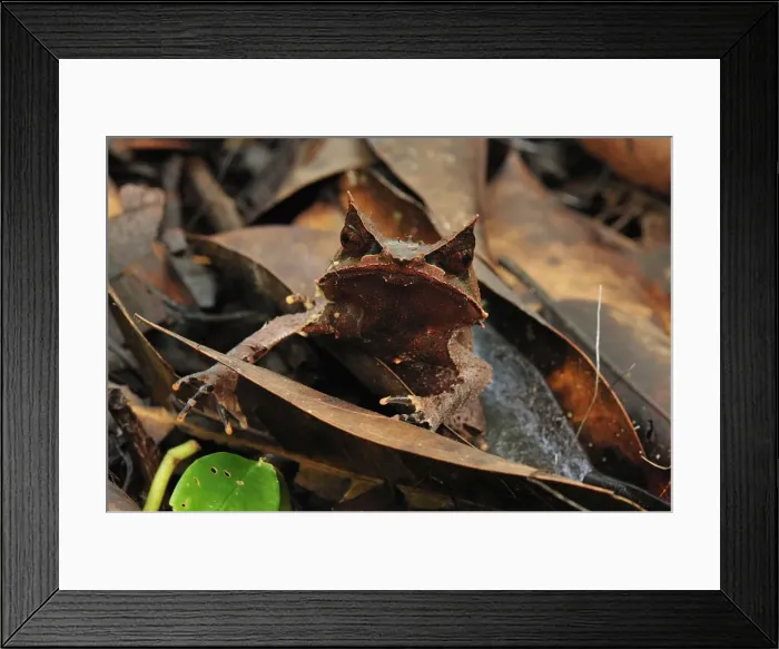 Framed Print : Long-nosed Horned Frog / Malayan Horned Frog - camouflaged on leaf litter - Gunung Leuser National Park - Northern Sumatra - Indonesia Framed Print : Long-nosed Horned Frog / Malayan Horned Frog - camouflaged on leaf litter - Gunung Leuser National Park - Northern Sumatra - Indonesia