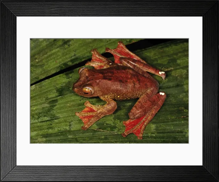 Framed Print : Harlequin Tree Frog - Forest Research institute of Malaysia - West Malaysia Framed Print : Harlequin Tree Frog - Forest Research institute of Malaysia - West Malaysia