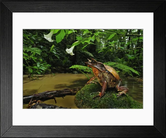 Framed Print : Long-nosed Horned Frog  /  Malayan Horned Frog - beside a creek - Cameron Highlands - West Malaysia
