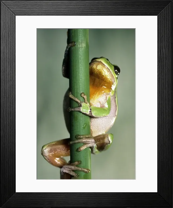 Framed Print : Tree Frog. ME-112. TREE FROG - HUGGING BRANCH Framed Print : Tree Frog. ME-112. TREE FROG - HUGGING BRANCH