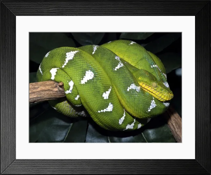 Framed Print : Emerald Tree Boa - Amazon forests