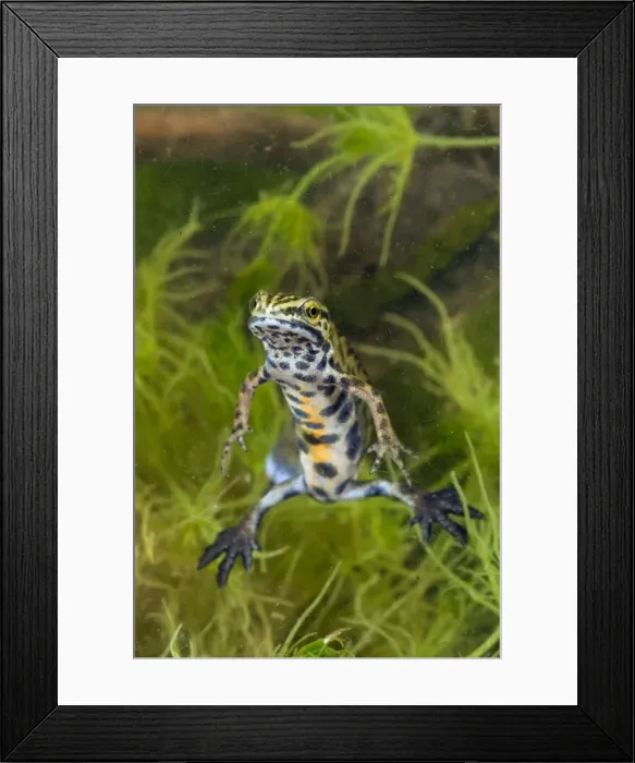 Framed Print : Smooth Newt - breeding male - Italy Framed Print : Smooth Newt - breeding male - Italy