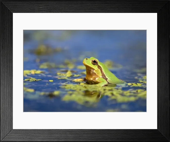 Framed Print : Italian Tree Frog - male in a pond - Italy