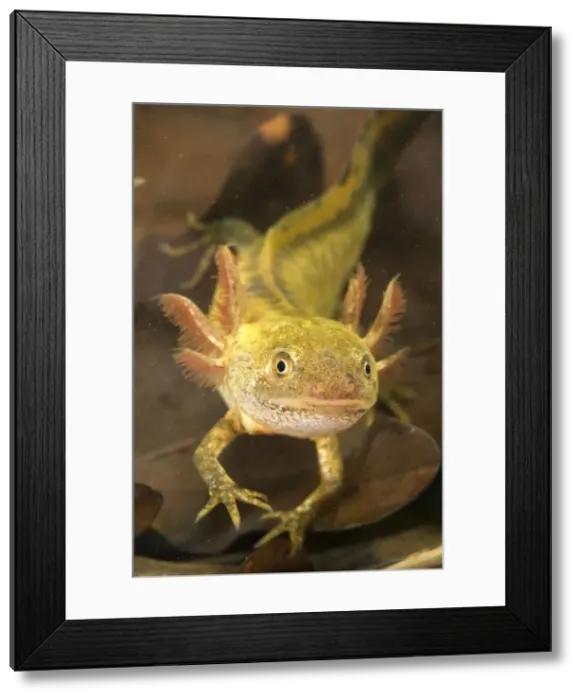 Framed Print : Italian Crested Newt - Larva in habitat - Italy