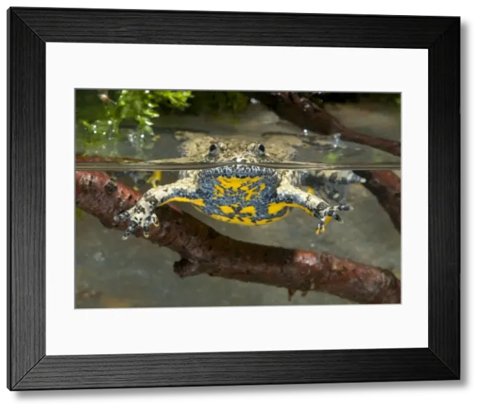 Framed Print : Apennine yellow-bellied toad - in water - endagered italian species - Central Italy Framed Print : Apennine yellow-bellied toad - in water - endagered italian species - Central Italy