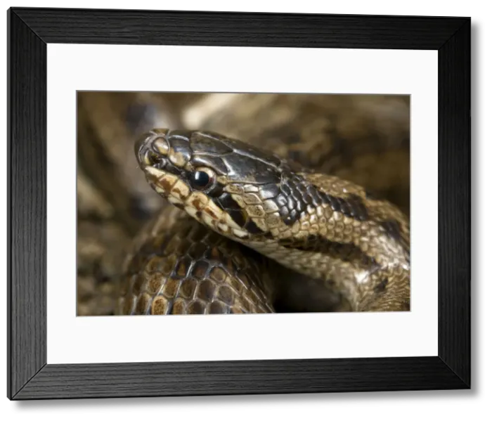 Framed Print : Smooth Snake - Italy Framed Print : Smooth Snake - Italy