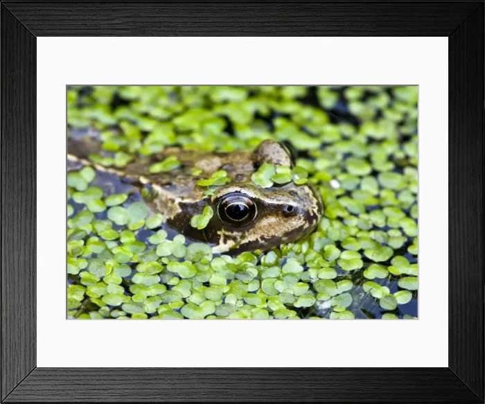 Framed Print : Common Frog - adult in garden pond with duckweed - Dorset - UK Framed Print : Common Frog - adult in garden pond with duckweed - Dorset - UK