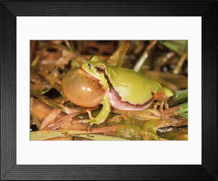 Framed Print : European Tree Frog USH 329 Calling Hyla arborea © Duncan Usher / ardea. com Framed Print : European Tree Frog USH 329 Calling Hyla arborea © Duncan Usher / ardea. com