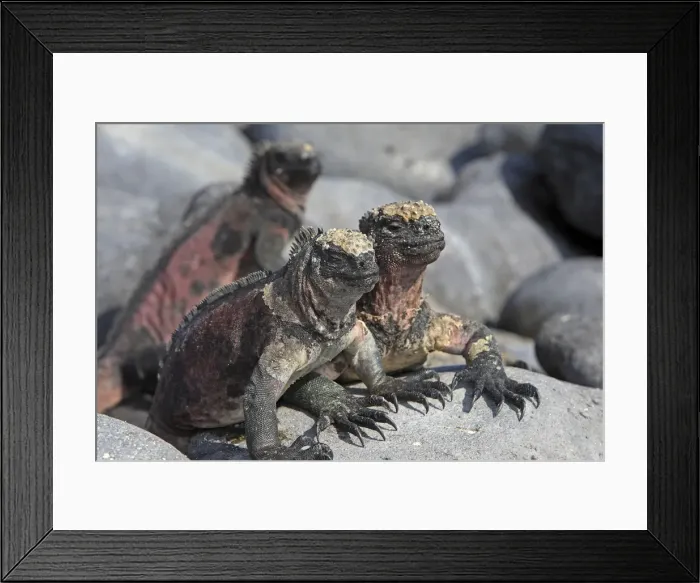 Framed Print : Marine Iguana - Espanola Island - Galapagos Islands Framed Print : Marine Iguana - Espanola Island - Galapagos Islands