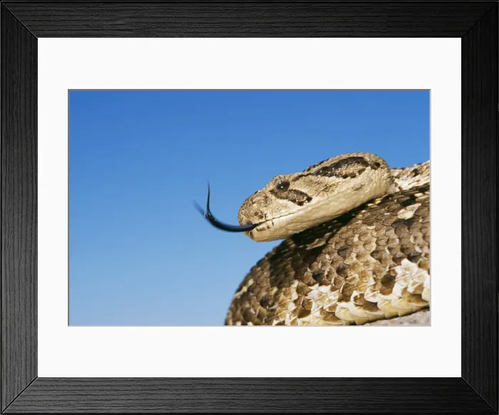 Framed Print : Puff Adder WAT 5186 Namibia, Africa. Bitis arietans © M. Watson / ardea. com Framed Print : Puff Adder WAT 5186 Namibia, Africa. Bitis arietans © M. Watson / ardea. com