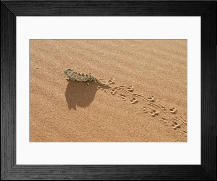 Framed Print : Chameleon - leaving trail in sand Framed Print : Chameleon - leaving trail in sand