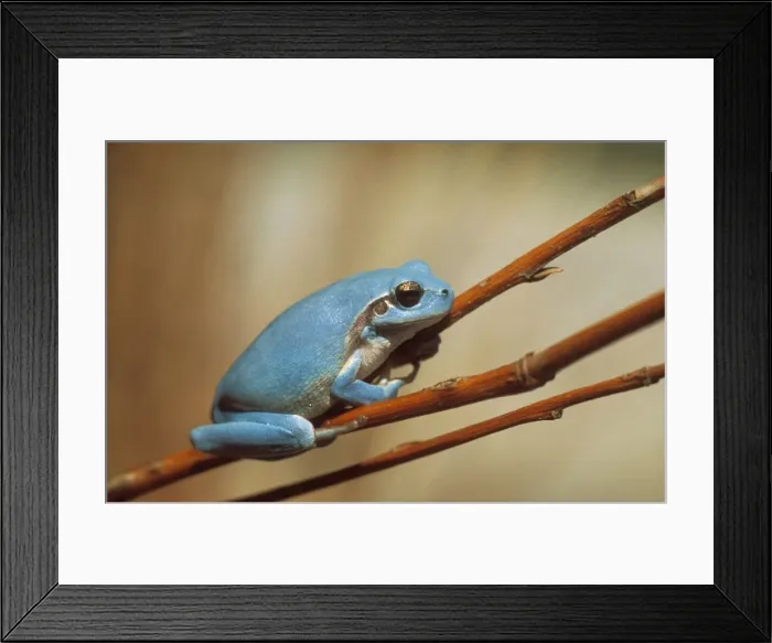 Framed Print : Stripeless Tree Frog WAT 7103 Hyla meridionalis © M. Watson / ardea. com Framed Print : Stripeless Tree Frog WAT 7103 Hyla meridionalis © M. Watson / ardea. com