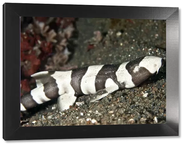 Brown-Banded Bamboo Shark - Indonesia