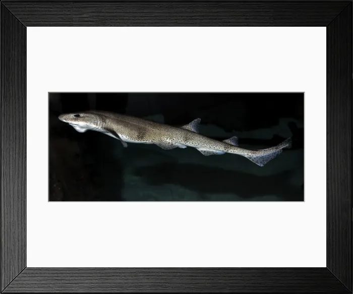 Framed Print : Lesser Spotted Dogfish, coastal waters Britain and Mediterranean Framed Print : Lesser Spotted Dogfish, coastal waters Britain and Mediterranean