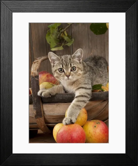 Framed Print : CAT. British shorthair X kitten laying on basket of apples Framed Print : CAT. British shorthair X kitten laying on basket of apples