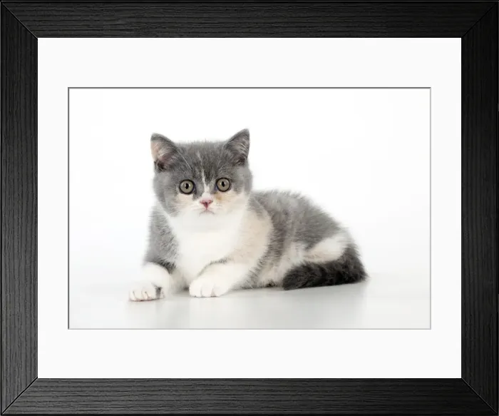 Framed Print : CAT - 9 week old british shorthair kitten Framed Print : CAT - 9 week old british shorthair kitten