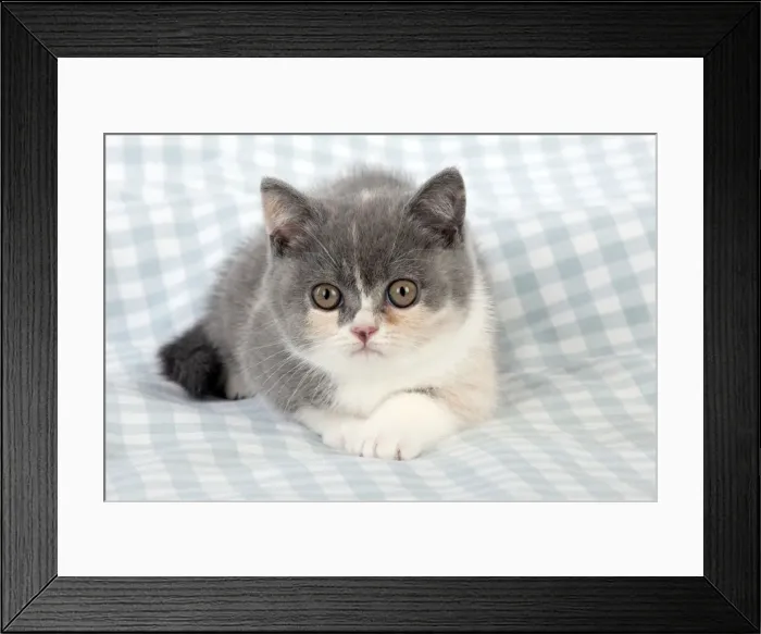 Framed Print : CAT - 9 week old british shorthair kitten Framed Print : CAT - 9 week old british shorthair kitten