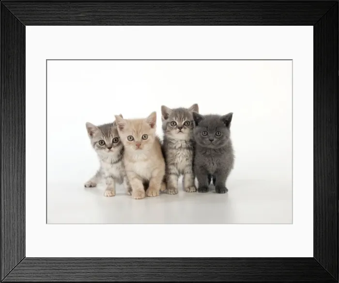 Framed Print : CAT - 7 week old british shorthair kittens Framed Print : CAT - 7 week old british shorthair kittens