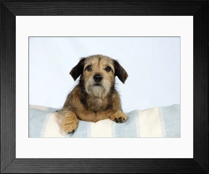 Framed Print : DOG - Wire haired dachshund x long haired chihuahua Framed Print : DOG - Wire haired dachshund x long haired chihuahua