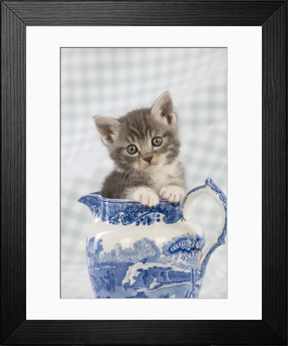 Framed Print : Cat - Grey Tabby kitten sitting in china jug Framed Print : Cat - Grey Tabby kitten sitting in china jug