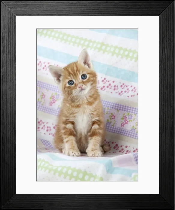 Framed Print : Cat - Ginger Tabby kitten Framed Print : Cat - Ginger Tabby kitten