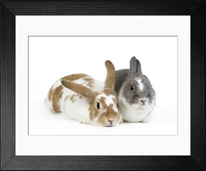 Framed Print : Domestic Rabbit - two in studio Framed Print : Domestic Rabbit - two in studio