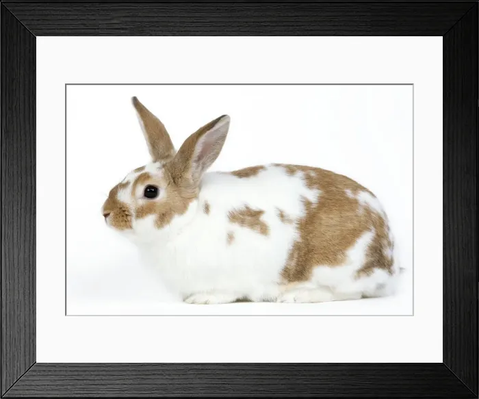 Framed Print : Domestic Rabbit - in studio Framed Print : Domestic Rabbit - in studio