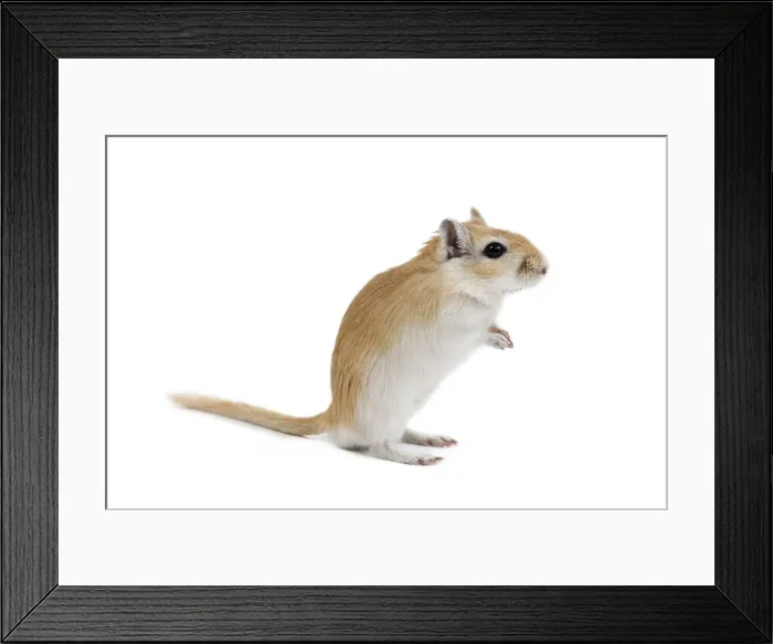 Framed Print : Gerbil - in studio Framed Print : Gerbil - in studio