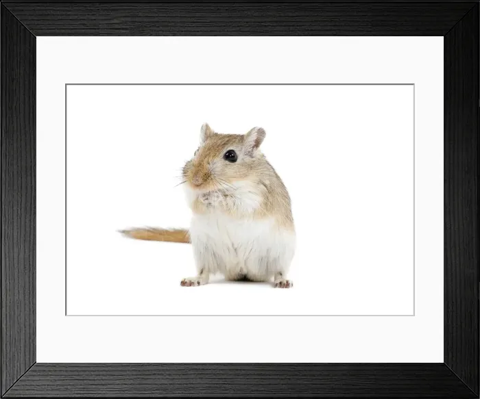 Framed Print : Gerbil - in studio Framed Print : Gerbil - in studio