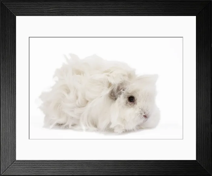 Framed Print : Guinea Pig - Lunkarya - in studio Framed Print : Guinea Pig - Lunkarya - in studio