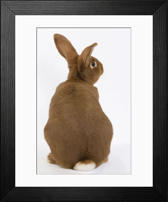 Framed Print : Domestic Rabbit - Fauve de Bourgogne in studio Framed Print : Domestic Rabbit - Fauve de Bourgogne in studio