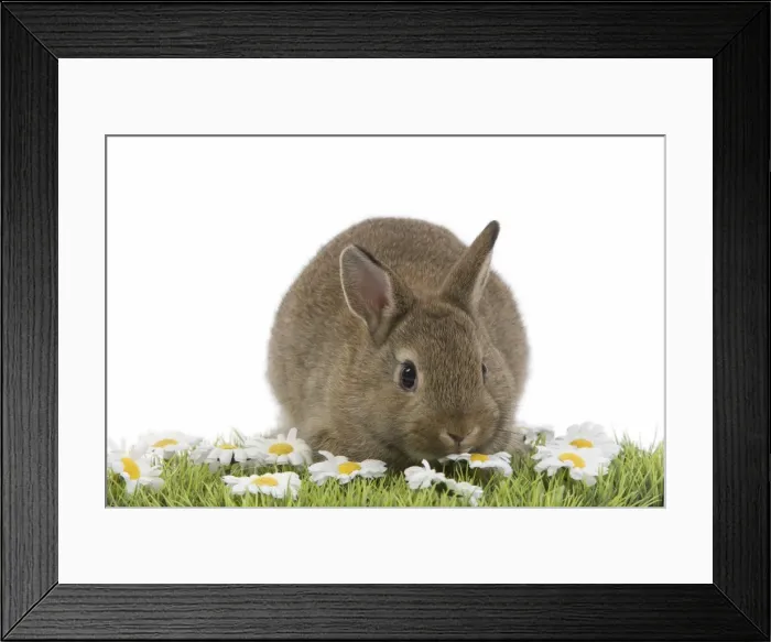 Framed Print : Young Rabbit - in studio on grass & flowers Framed Print : Young Rabbit - in studio on grass & flowers