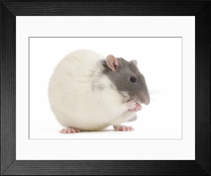 Framed Print : Rat - in studio Framed Print : Rat - in studio