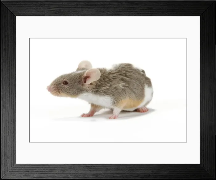Framed Print : Pet Mouse - in studio Framed Print : Pet Mouse - in studio