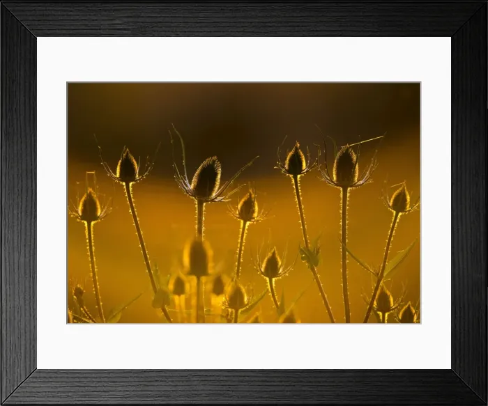 Framed Print : Teasel - backlit at sunset - Bedfordshire UK 14134 Framed Print : Teasel - backlit at sunset - Bedfordshire UK 14134