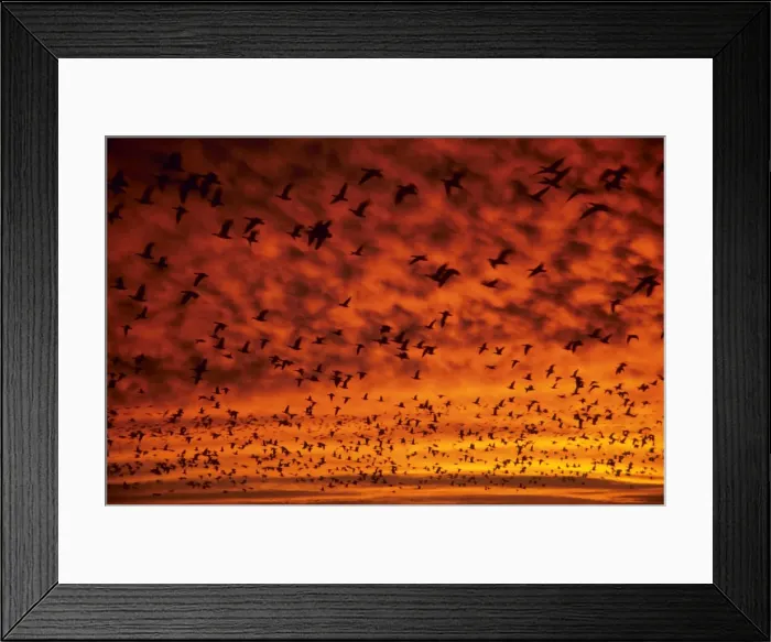 Framed Print : Snow Geese - at dawn - Bosque Del Apache - New Mexiico - USA BI015020 Framed Print : Snow Geese - at dawn - Bosque Del Apache - New Mexiico - USA BI015020