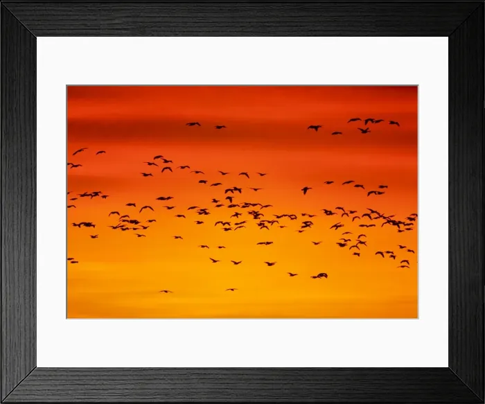 Framed Print : Snow Geese - Leaving Roost Site before Dawn - Bosque Del Apache NWR - New Mexico - USA BI017157 Framed Print : Snow Geese - Leaving Roost Site before Dawn - Bosque Del Apache NWR - New Mexico - USA BI017157