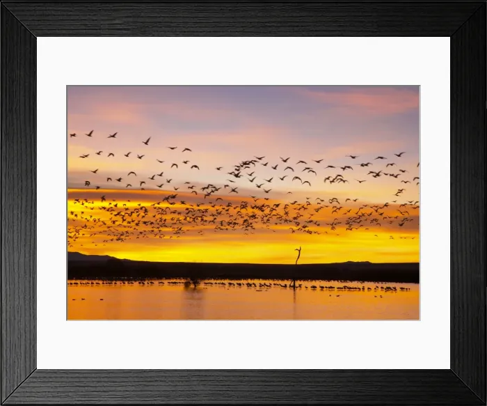 Framed Print : Snow Geese - Leaving Roost Site before Dawn - Bosque Del Apache NWR - New Mexico - USA BI017152 Framed Print : Snow Geese - Leaving Roost Site before Dawn - Bosque Del Apache NWR - New Mexico - USA BI017152