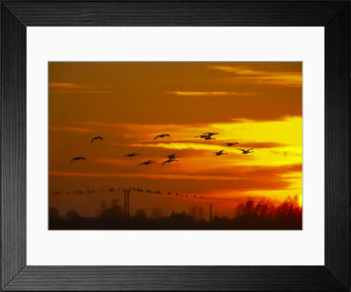Framed Print : Whooper Swan - Flock in flight at Sunset - Welney WWT - Ouse Washes - Norfolk - UK BI015270 Framed Print : Whooper Swan - Flock in flight at Sunset - Welney WWT - Ouse Washes - Norfolk - UK BI015270