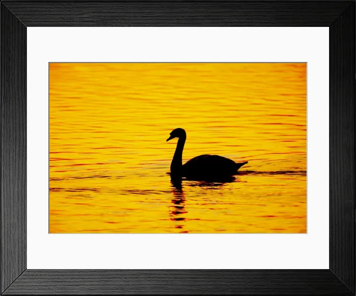 Framed Print : Mute Swan - Sunset - Welney WWT - Ouse Washes - Norfolk - UK BI015260 Framed Print : Mute Swan - Sunset - Welney WWT - Ouse Washes - Norfolk - UK BI015260