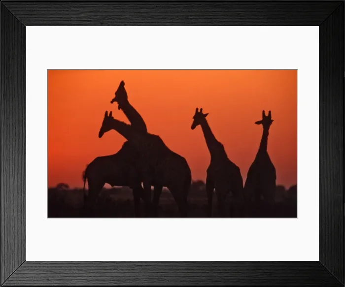 Framed Print : Giraffes CRH 964 Necking at sunset Nxai Pan, Botswana Giraffa camelopardalis © Chris Harvey / ardea. com Framed Print : Giraffes CRH 964 Necking at sunset Nxai Pan, Botswana Giraffa camelopardalis © Chris Harvey / ardea. com