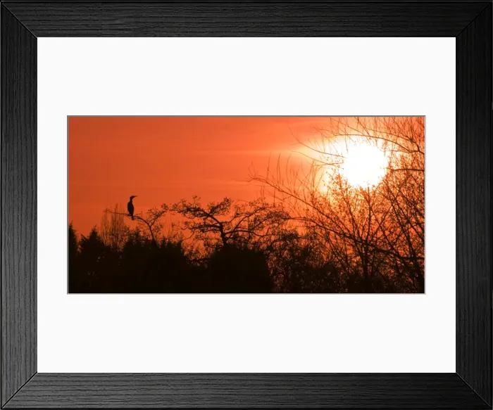 Framed Print : Common Cormorant - silhouetted in tree against sunset - UK