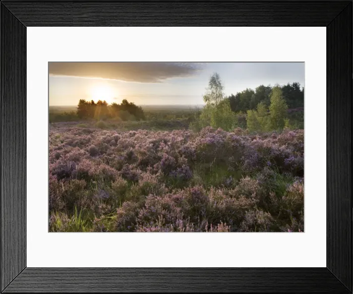 Framed Print : Heather - on moor landscape - Belgium Framed Print : Heather - on moor landscape - Belgium