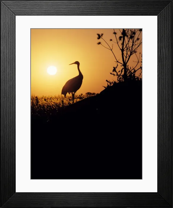 Framed Print : Red Crowned Crane NG 39 C Silhouette at sunset, China Manchuria. Grus japonensis © Nick Gordon / ardea. com Framed Print : Red Crowned Crane NG 39 C Silhouette at sunset, China Manchuria. Grus japonensis © Nick Gordon / ardea. com