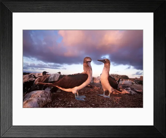 Framed Print : Blue-footed Booby - courtship display at sunset - Cape Douglas, Fernandina Island, Galapagos AU-1616 Framed Print : Blue-footed Booby - courtship display at sunset - Cape Douglas, Fernandina Island, Galapagos AU-1616