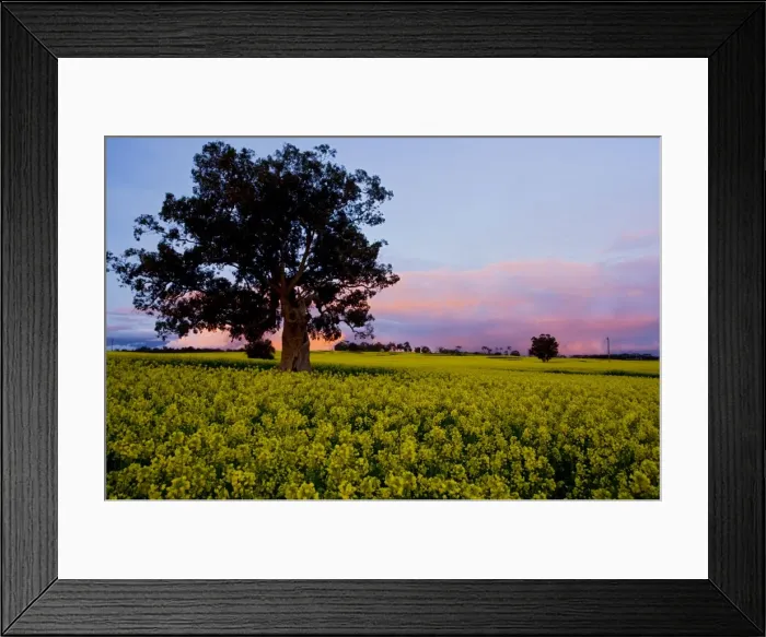 Framed Print : Field of Rape  /  Canola - in flower, at sunset, near Narrogin, south-west Australia