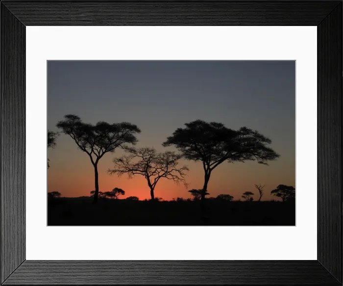 Framed Print : Umbrella Thorn Acacia / Umbrella Thorn / Israeli Babool Thorn - at sunset - Ngorongoro Crater Reserve - Serengeti - Tanzania Framed Print : Umbrella Thorn Acacia / Umbrella Thorn / Israeli Babool Thorn - at sunset - Ngorongoro Crater Reserve - Serengeti - Tanzania