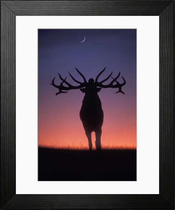 Framed Print : Red Deer USH 284 Stag roaring during rutting season, dusk. Cervus elaphus © Duncan Usher / ardea. com Framed Print : Red Deer USH 284 Stag roaring during rutting season, dusk. Cervus elaphus © Duncan Usher / ardea. com
